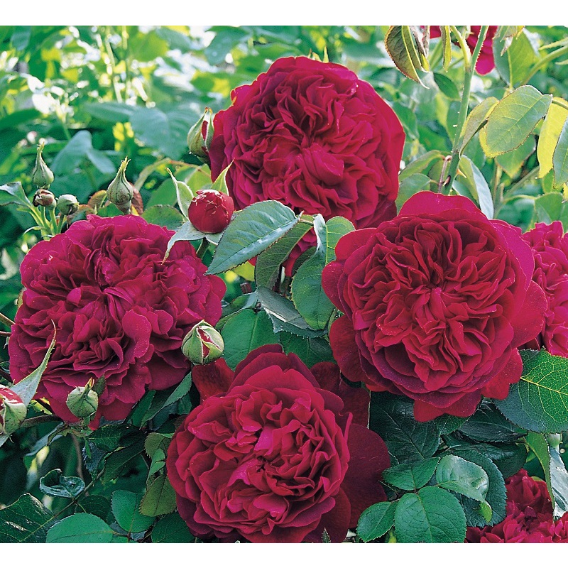 hoa Hồng bụi William Shakespear W2000 - cây giống rễ trần