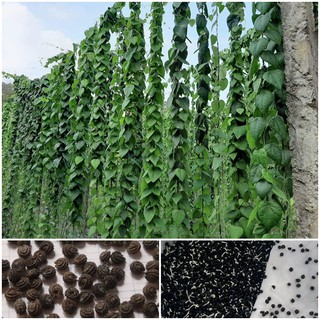 hạt giống cây sương sâm lông - 50 hạt