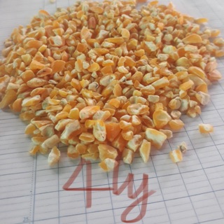 Bắp bể cho gà đá