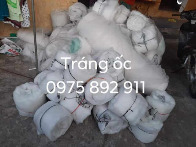 Tráng ,lồng , vèo nuôi ốc nhồi - loại mới nở đến hạt lạc