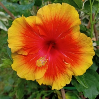 Cây hoa dâm bụt cánh đơn nhiều màu, sẵn nụ sắp hoa - Summer Garden