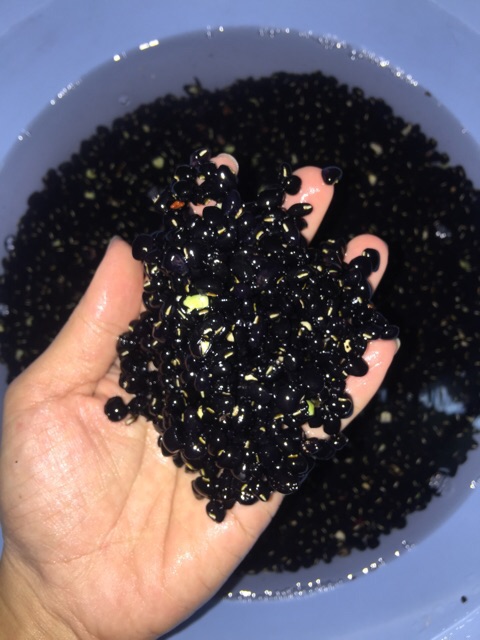[Giá tốt] 1kg trà đậu đen xanh lòng rang HANDMADE