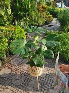 Chậu cây mây tre đan