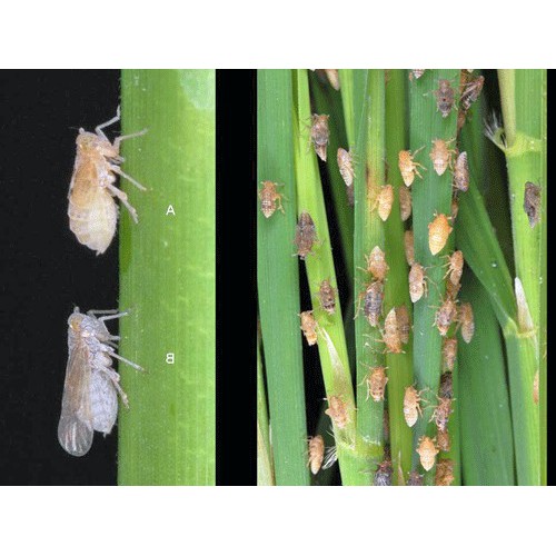 Mãnh Hổ 240ml - Sạch rầu nâu, bọ trĩ, phấn trắng