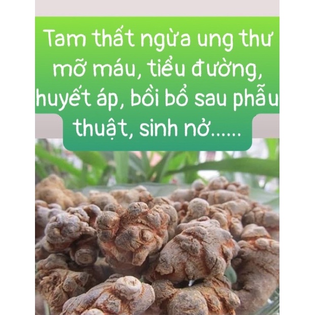 Tam Thất Bắc Lào Cai ( 50-52 củ/kg VIP)