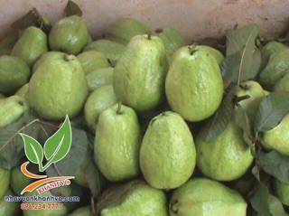 Ổi lê nữ hoàng