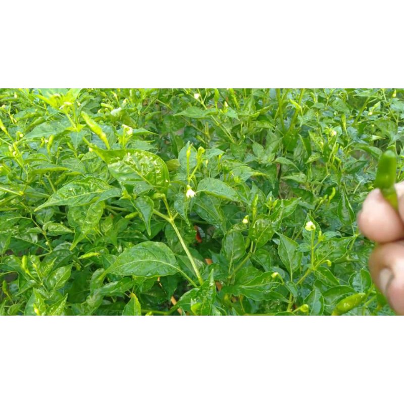 Cây ớt xiêm xanh - Hoa kiểng Nguyễn Lộc- Cây giống chất lượng cao