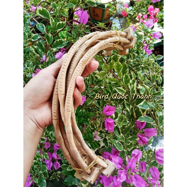 Cầu cong tre dành cho Choè than, lửa