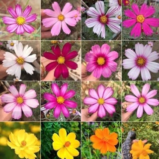 Sỉ 1 kg hạt giống hoa sao nhái, cánh bướm