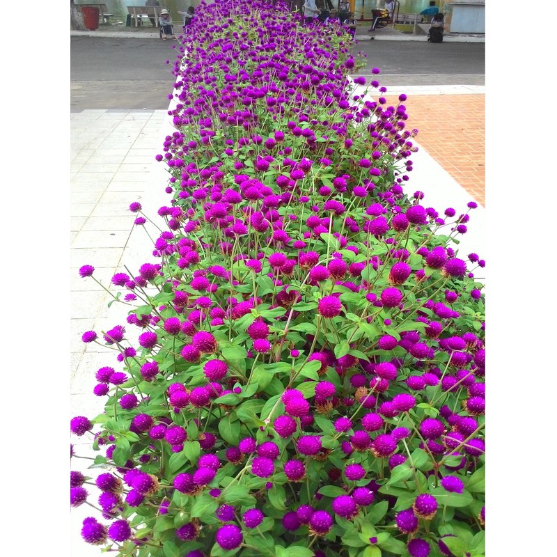 Hạt Giống Hoa Cúc Bách Nhật  - MUA 3 TẶNG 1 CÙNG LOẠI