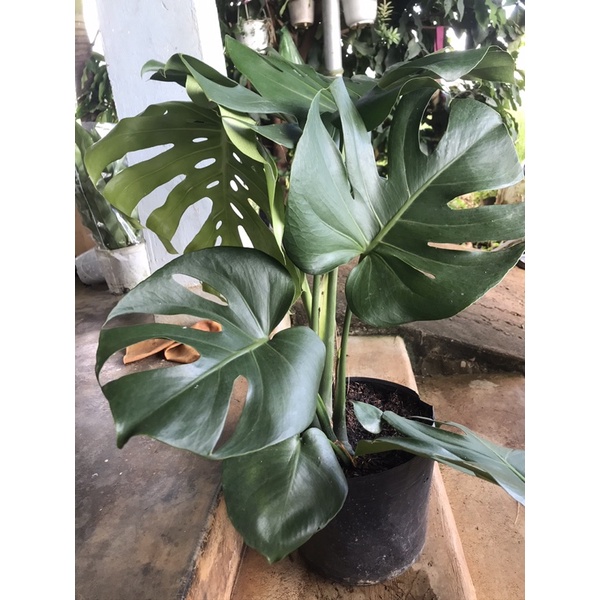 Trầu bà Nam Mỹ hay Trầu bà lá xẻ - Montera deliciosa