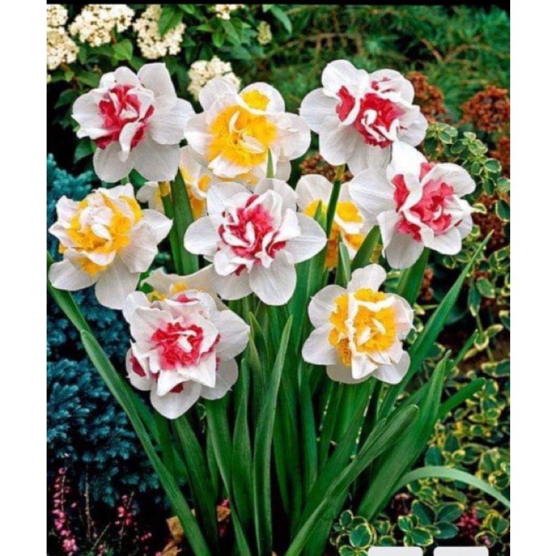 10 Củ hoa thuỷ tiên kép HOA TẾT