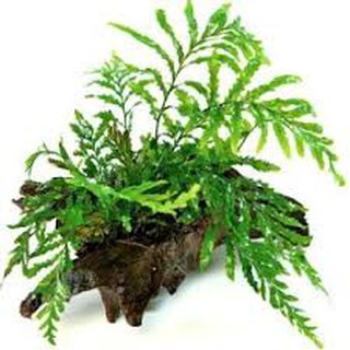 Gỗ lũa mini (20-30 cm)