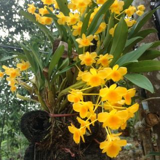 Hoa lan rừng. Tê  hoa là hoàng lạp