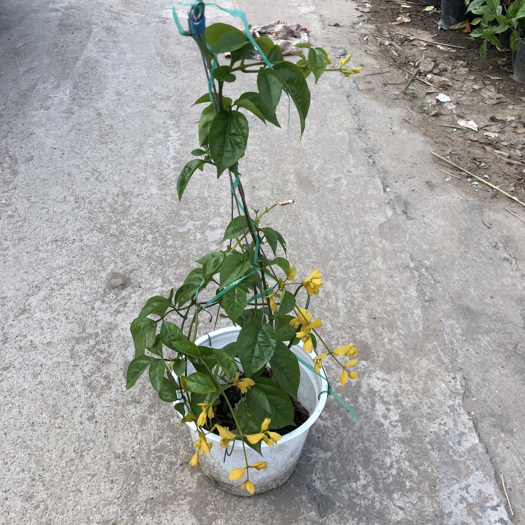 Lan hoàng dương - cây lan hoàng dương cao 40cm trồng sẵn chậu treo thích hợp trang trí ban công sân vườn