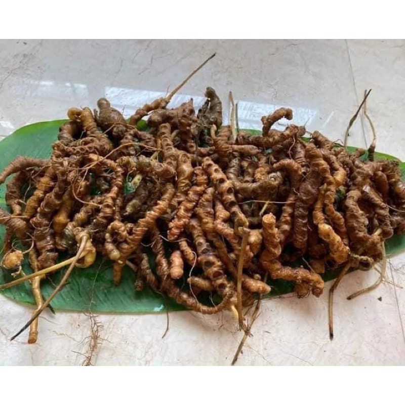 TAM THẤT HOANG🔥🔥rừng Kon tum 100gr