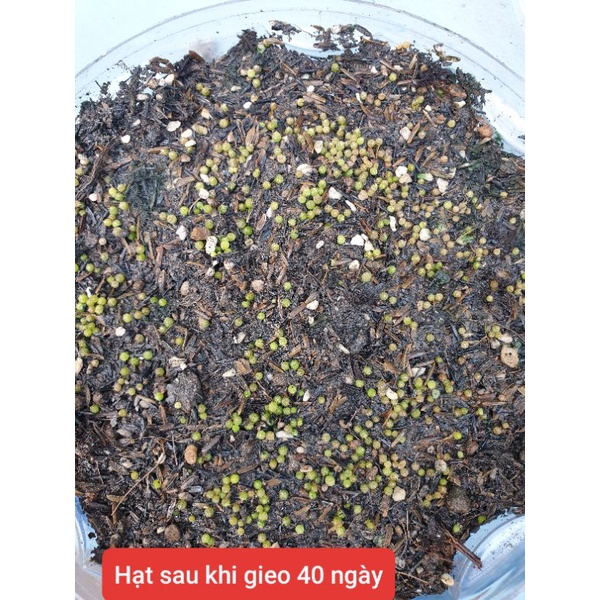 Gói 100 hạt  xương rồng Gym Pink Diamond