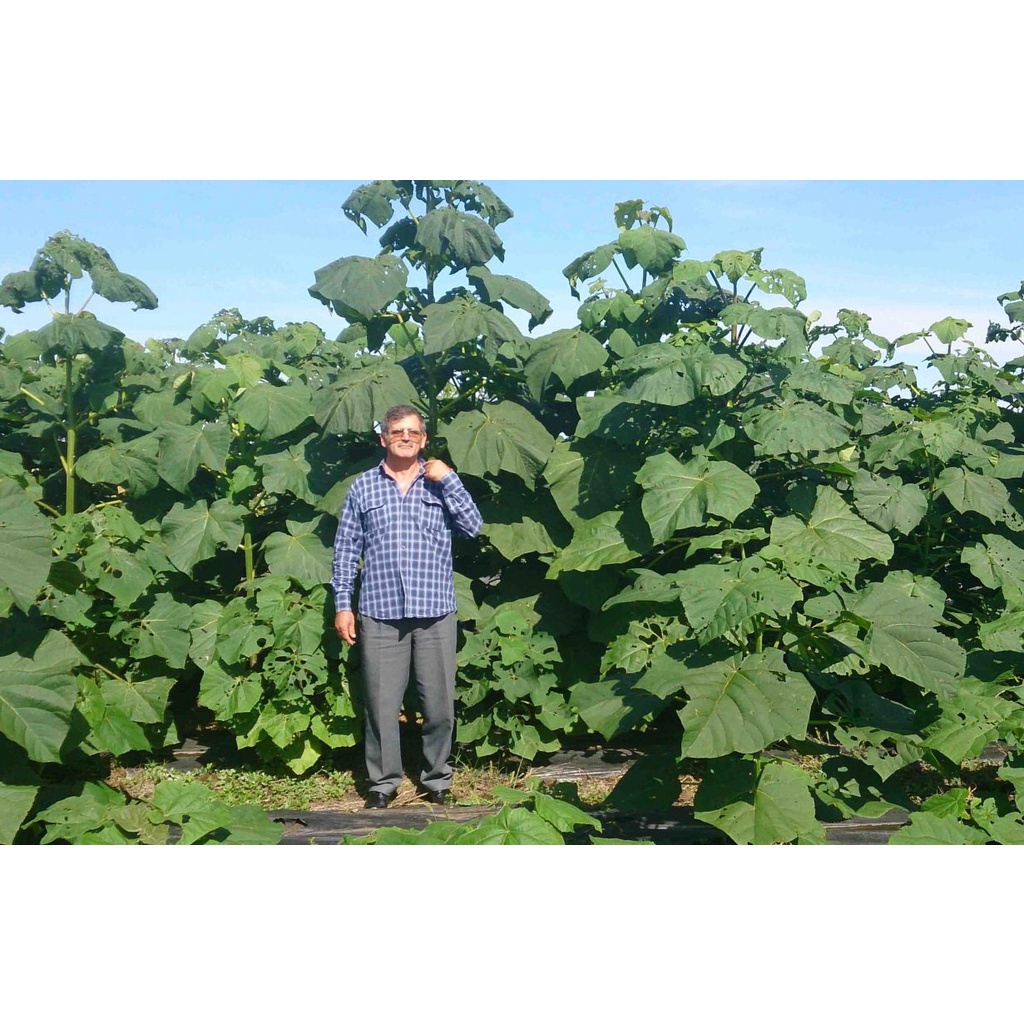 1KG HẠT GIỐNG CÂY HÔNG