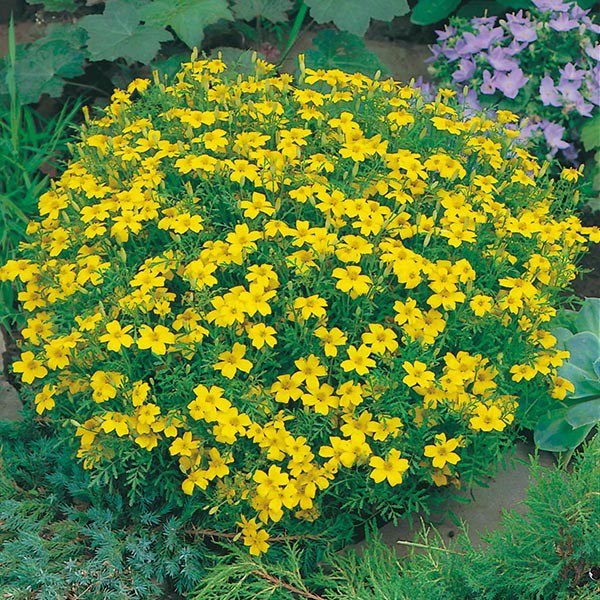 Hạt giống hoa cúc Tagetes đá quý chanh 30h