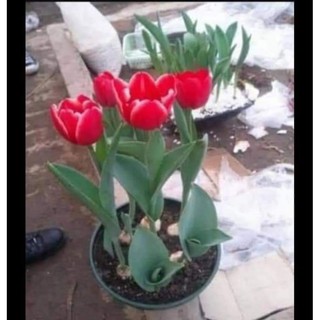 combo 10 củ hoa tulip đủ màu