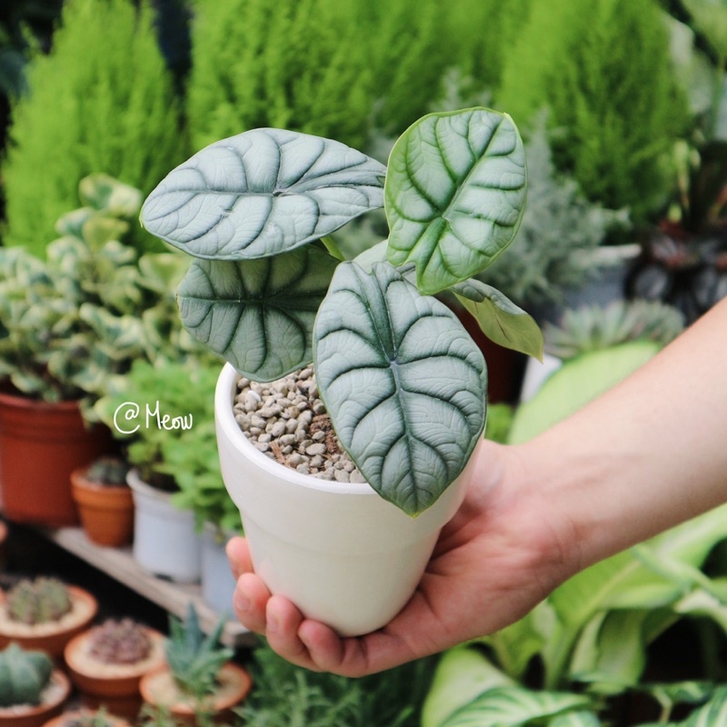 Cây môn Rồng bạc | Alocasia Silver Dragon