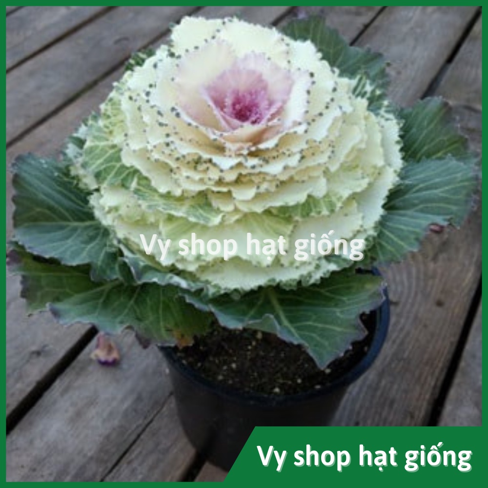 Hạt giống hoa bắp cải mix màu -  Kale Ornamental gói 100 hạt