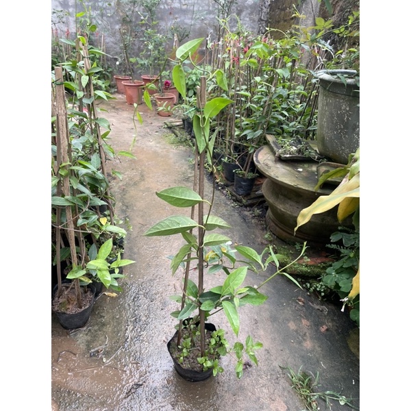Cây hoa mai hoàng yến leo giàn cổng tường