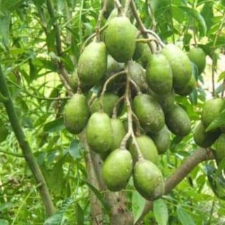 cây giống cóc thái