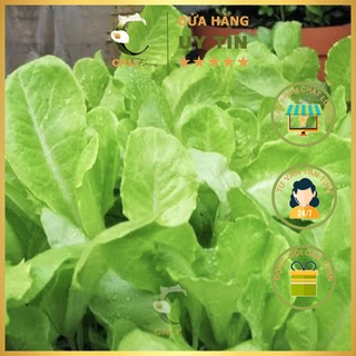 Hạt Giống Xà Lách Rado 357 (10gr)