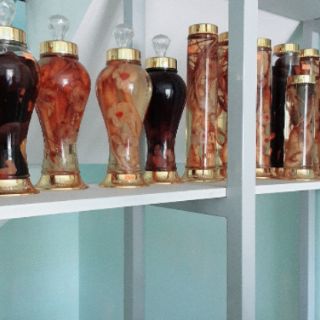 [HCM] cây giống Hồng đẳng sâm 1 cây