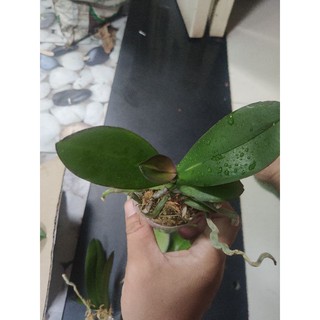 Lan hồ điệp - (hoa màu ngẫu nhiên)