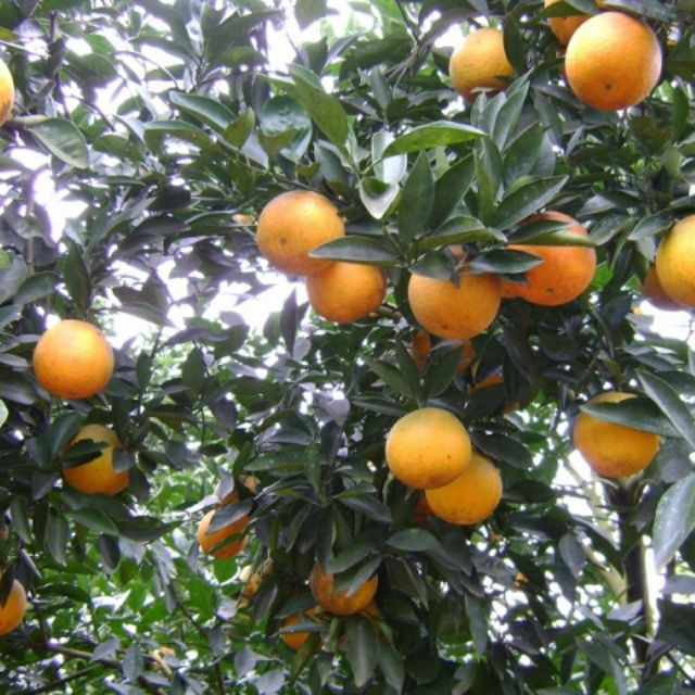 Chậu nhựa mềm Cam Mỹ vàng