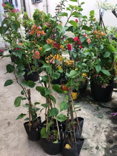 Cây hoa giấy giống