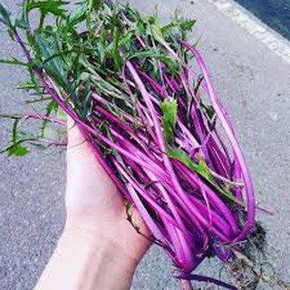 HẠT GIỐNG CẢI MIZUNA TÍM