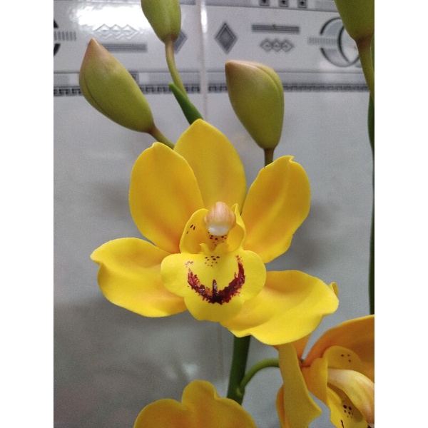 Hoa địa lan đất sét