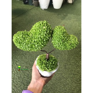 HẠT GIỐNG CÂY MAY MẮN ~ 200 HẠT