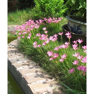 10 Củ huệ mưa màu Hồng