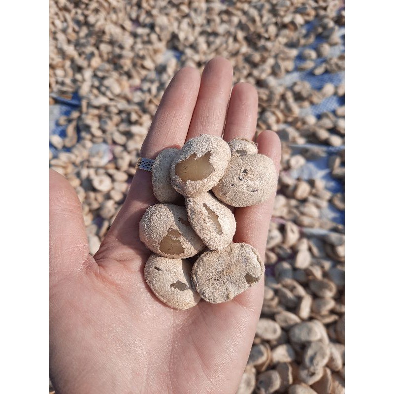 Hạt sành trắng  đã cắt sẵn