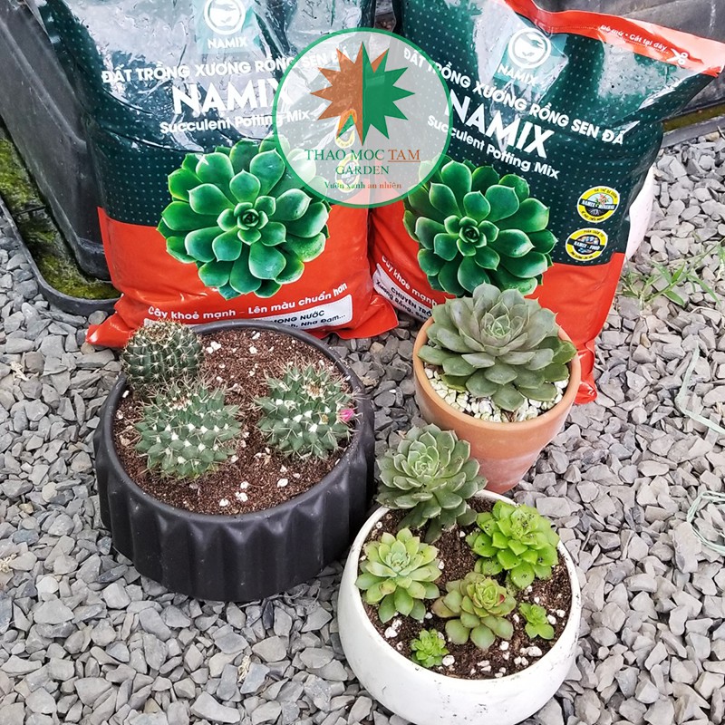 Đất trồng Sen đá Namix (Succulents Potting Mix) - Chuyên trồng cây mọng nước như Xương rồng, sen đá, nha đam...