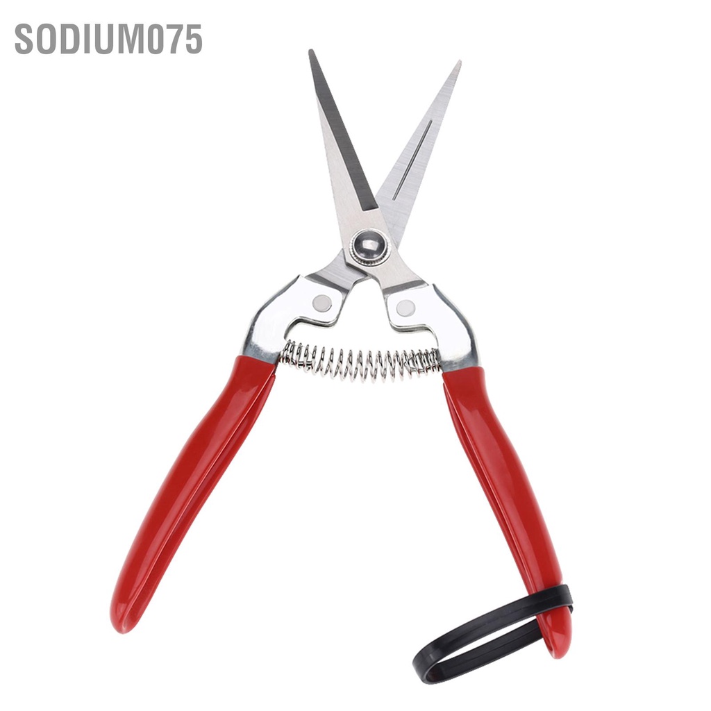 Có thể bán buôn  1Pc Sturdy Fruit Tree Bonsai Gardening Cắt tỉa Shear Garden Scissors Pruner Tool Curved Blade Sodium075 Hàng giao ngay