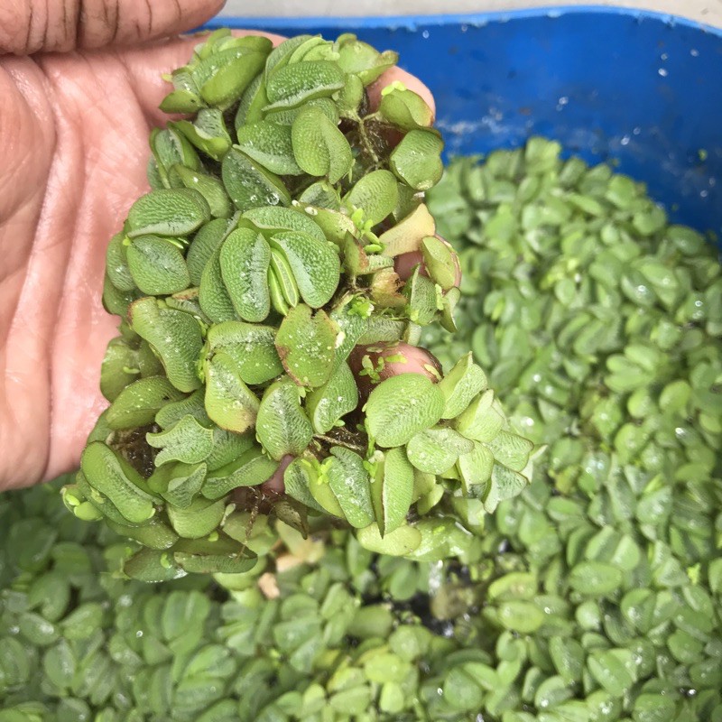 Bèo tai chuột