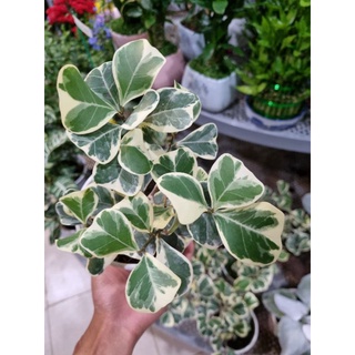 Cây bàn cẩm thạch - Ficus triangularis