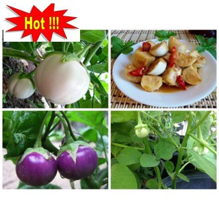 Hạt Giống Cà Pháo Tím 50 HẠT