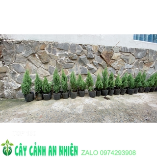 Cây Tùng Cao 40cm (tính cả bầu )