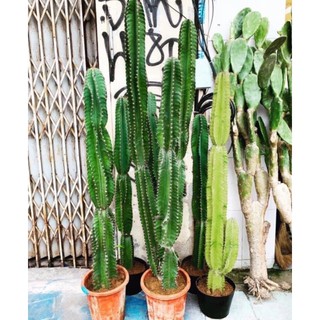 Xương Rồng Trụ đơn( loại 0,5m chưa mọc rễ )