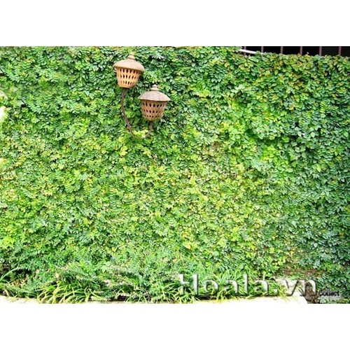 Cây thằn lằn - cây vảy ốc - THẾ GIỚI HOA CÂY CẢNH - .