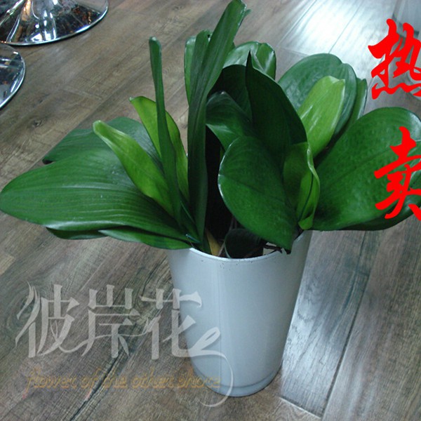 Chậu Hoa Lan Giả Trang Trí