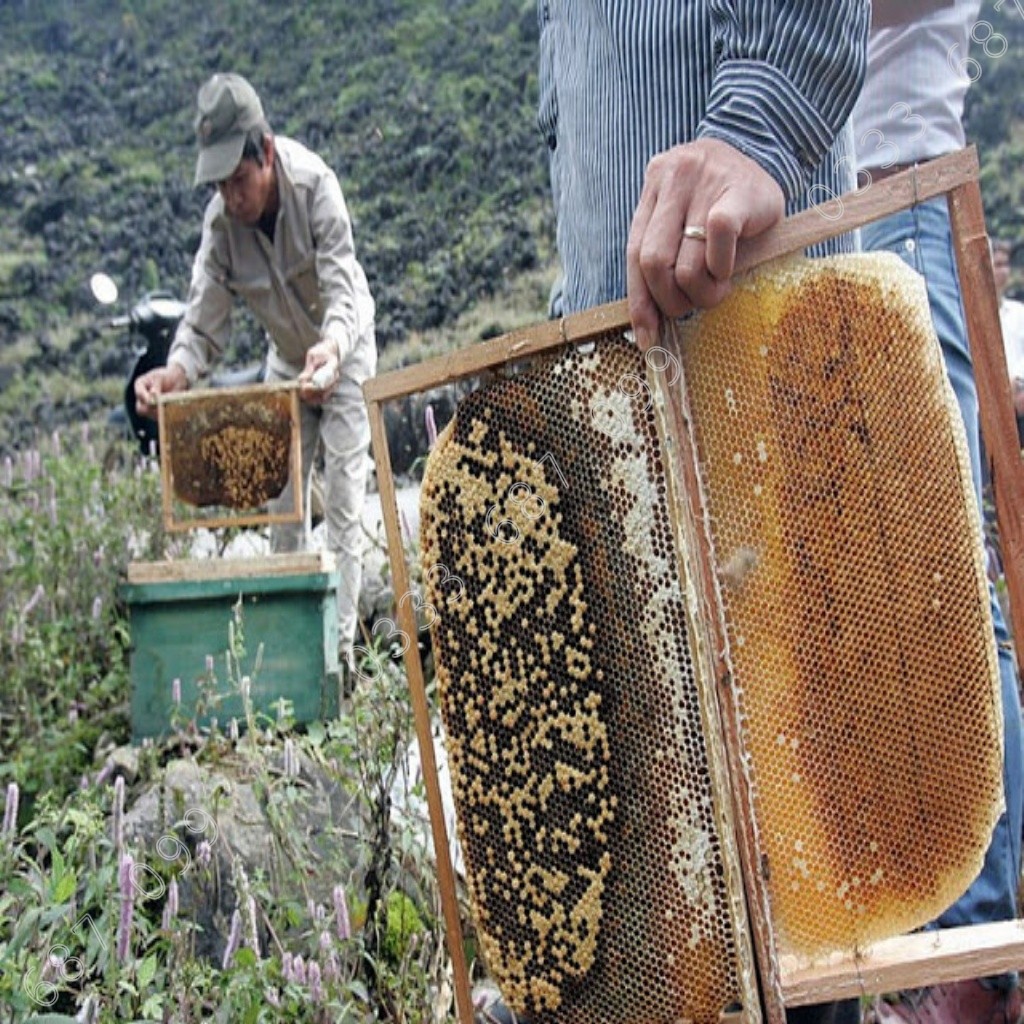 Mật ong Hoa Xuyến Chi - Cỏ Kim Adosa nguyên chất 100%, 1000ml