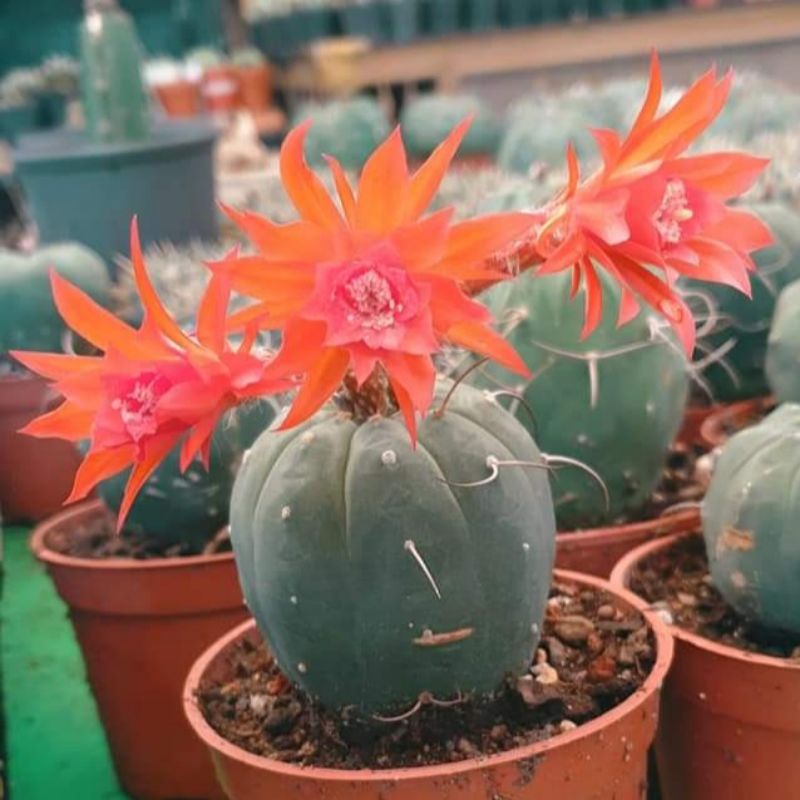Xương Rồng Matucata