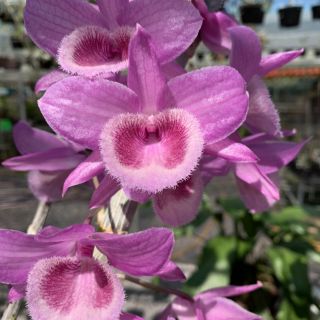 Phi điệp den mento